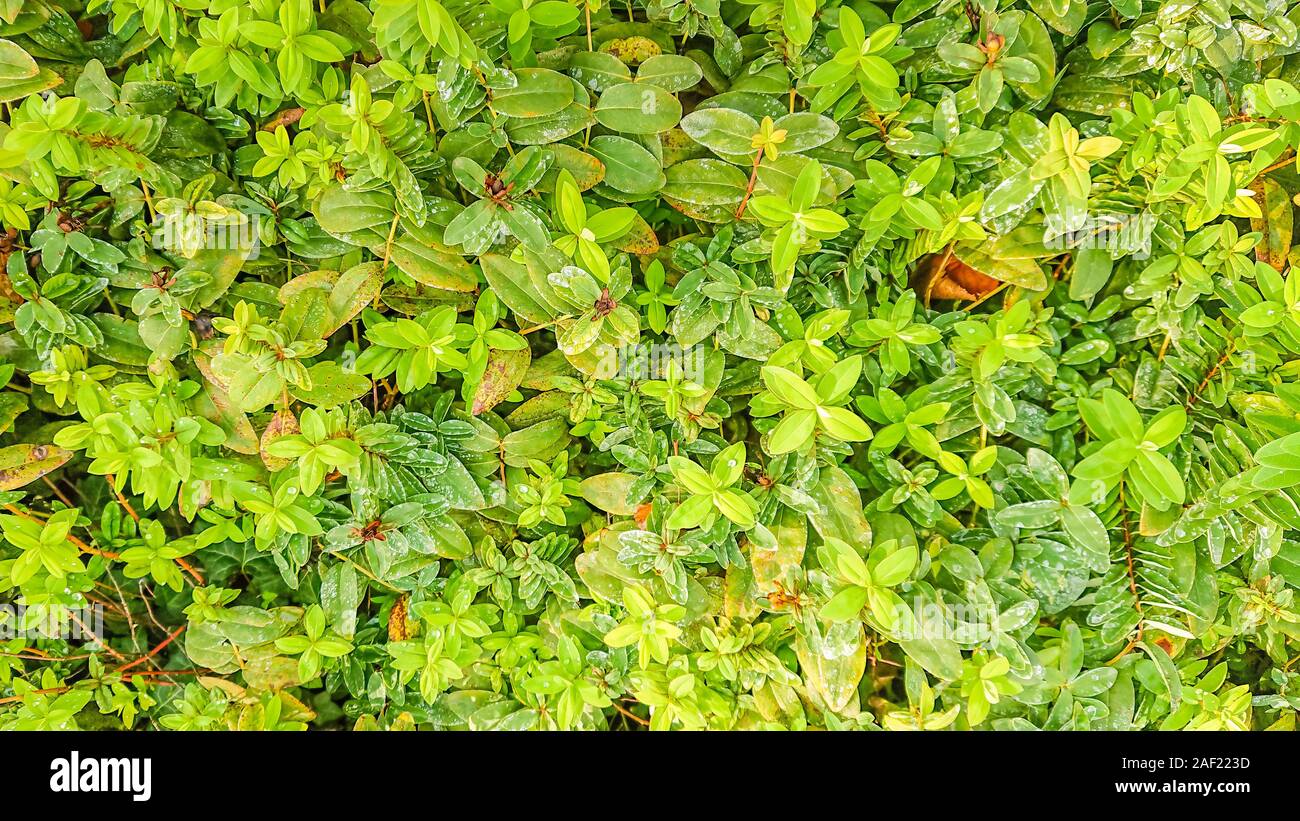 Grüne Blätter im Garten mit Tau. Stockfoto