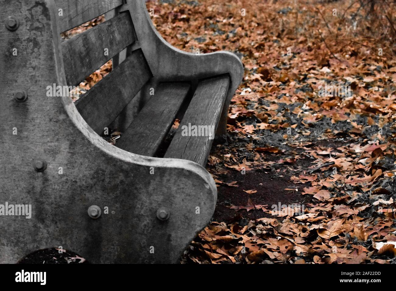 Eine isolierte Parkbank durch Blätter umgeben Stockfoto