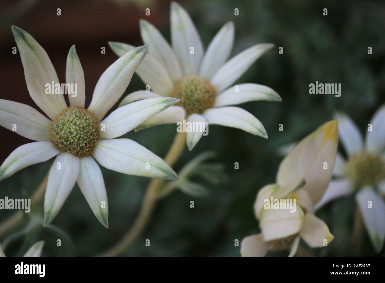 Weiße Blumen von Actinotus helianthi namens 'Flanell Blume' blühen im blumenbeet von winter Stockfoto