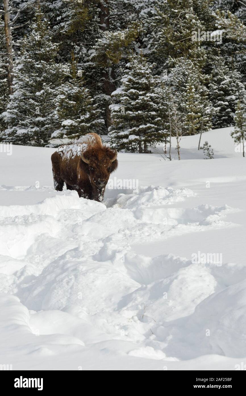 Amerikanischer Bison / Amerikanischer Bison (Bison Bison) im Winter, alte Bullen geräumt Schnee von Vegetation mit seinem massiven Kopf, typischen tierischen Track, Ye Stockfoto