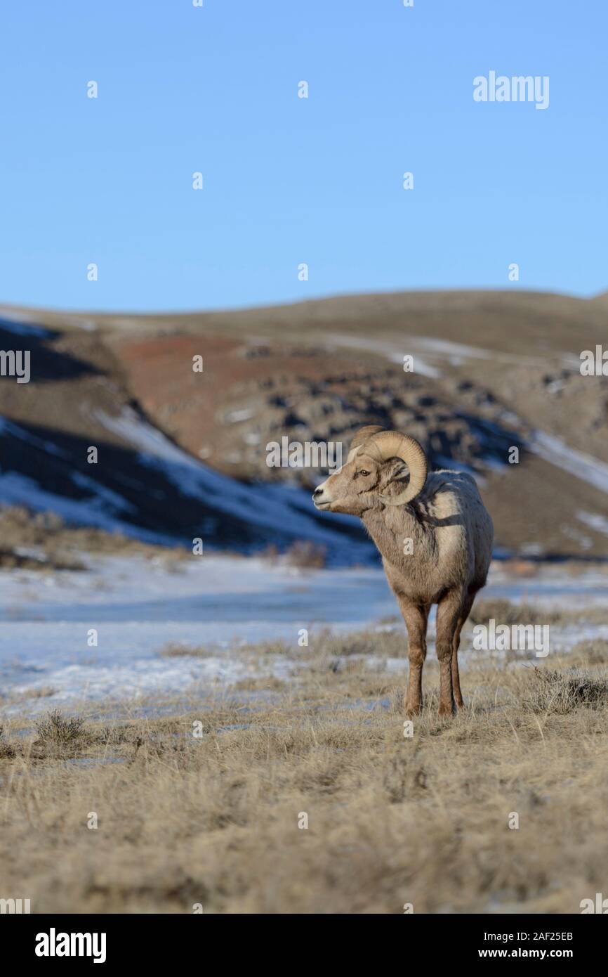 Rocky Mountain Bighorn Sheep / Dickhornschaf (Ovis Canadensis), ram an einem sonnigen Tag im Winter, National Elk Refuge, Wyoming, USA. Stockfoto