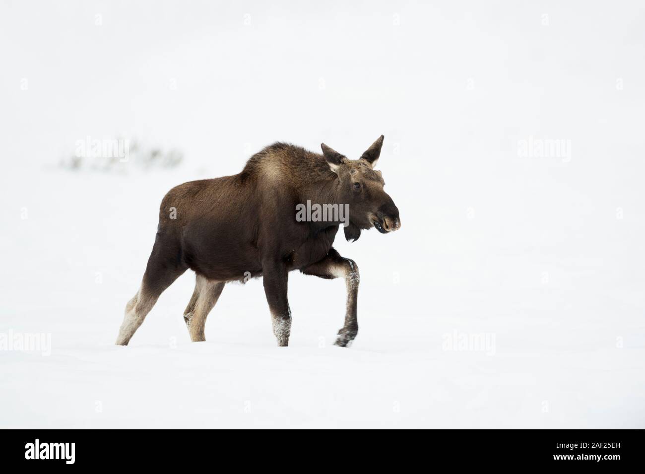 Elch / Elch (Alces Alces), zu Fuß, aber tiefen Schnee, Winter, Yellowstone NP, Wyoming, USA, Nordamerika. Stockfoto