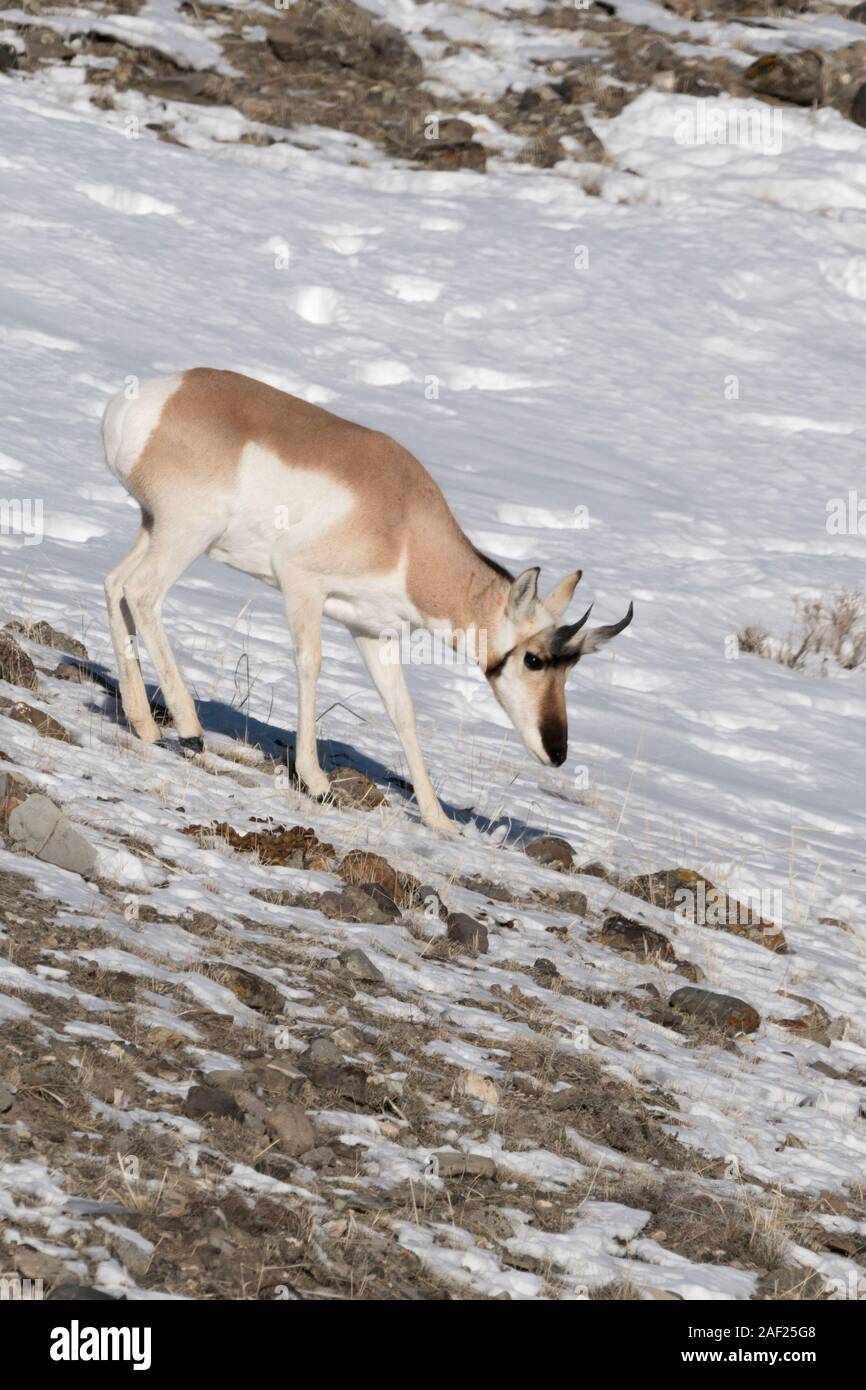 Pronghorn Antilope / Gabelbock / Gabelantilope (Antilocapra Americana) im Winter zu Fuß auf einem felsigen Hügel, Seaching für Lebensmittel, Yellowstone NP, Stockfoto