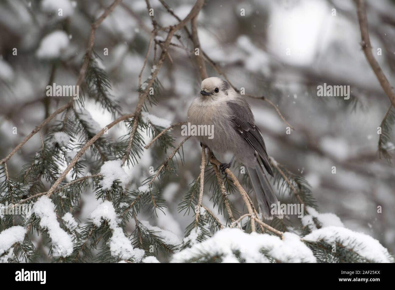 Graue Jay / Meisenhaeher (Perisoreus Canadensis), Erwachsene im Winter, thront auf einem Zweig des Schnees bedeckt Nadelbaum, Montana, USA. Stockfoto