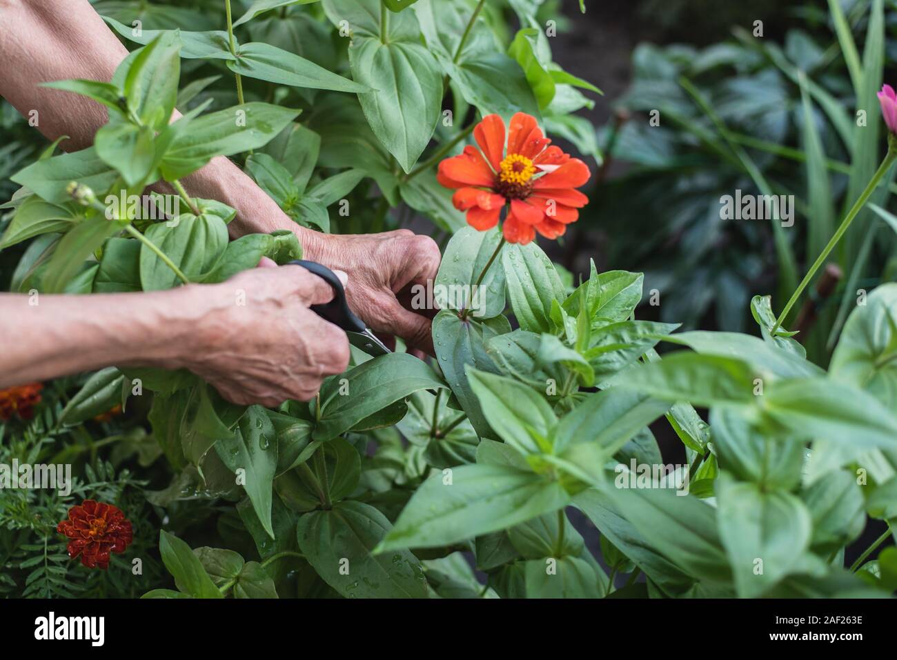 Alte Großmutter schneidet eine Blume mit Schere. Close-up Stockfoto