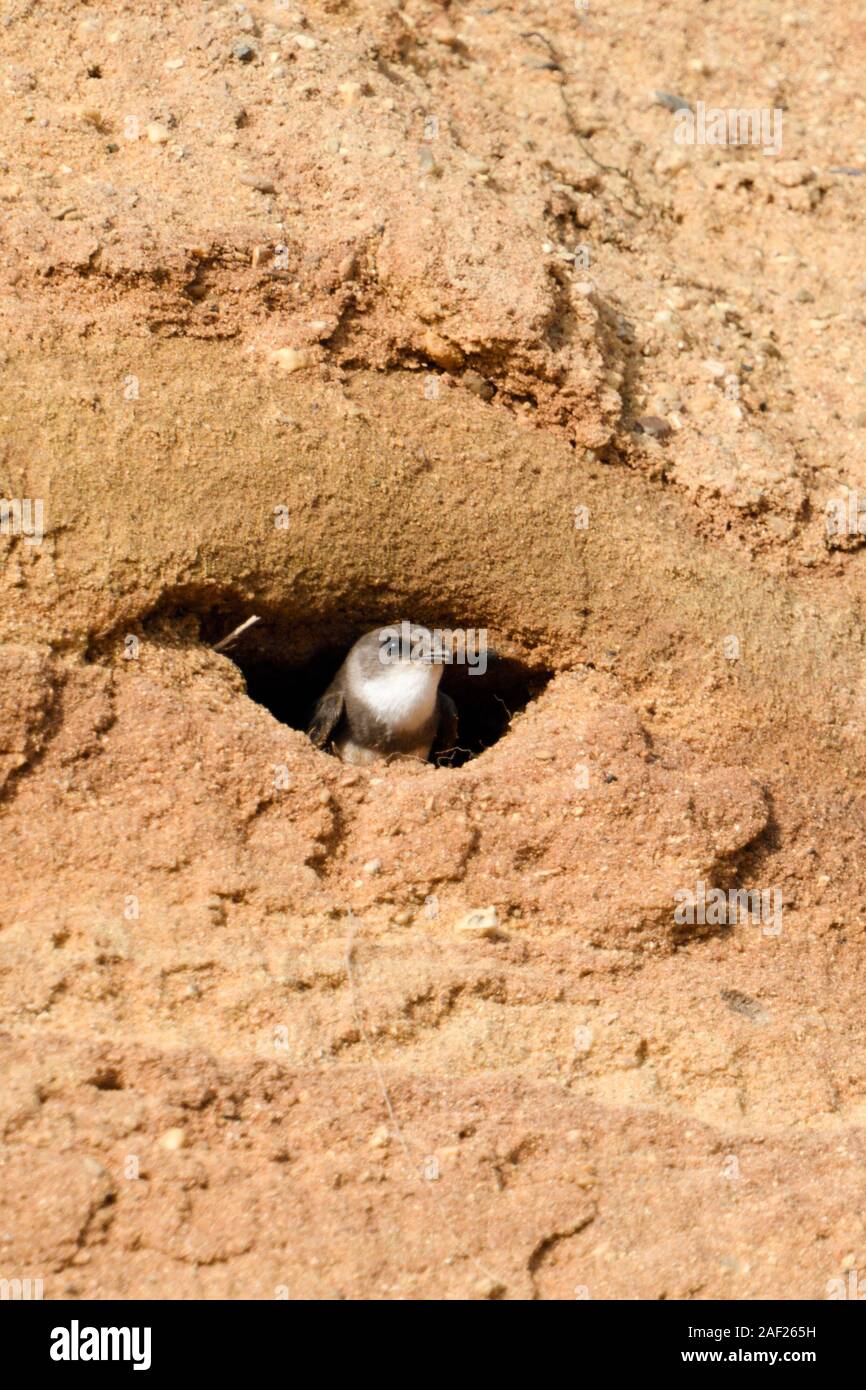 Sand Martin / Bank Schwalbe / Uferschwalbe (Riparia Riparia) gerade aus ihrem Nest Loch gegraben in einem sandigen Felsen von einer Sandgrube. Stockfoto