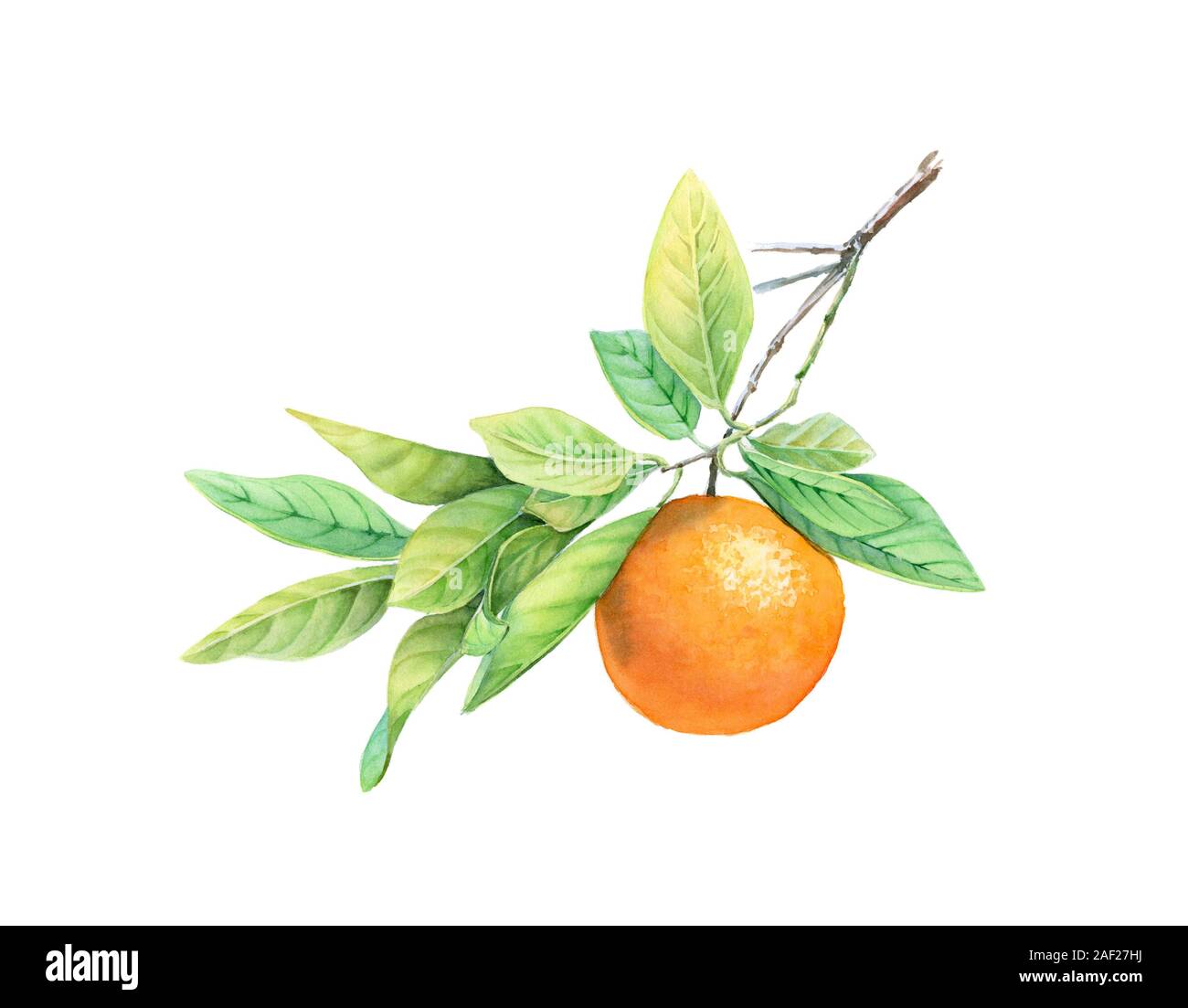 Aquarell orange Frucht auf dem Zweig. Realistische botanischen Abbildung mit exotischen Essen. Hand gezeichnet Gestaltungsarbeit auf Weiß für Label Design isoliert, Karten Stockfoto