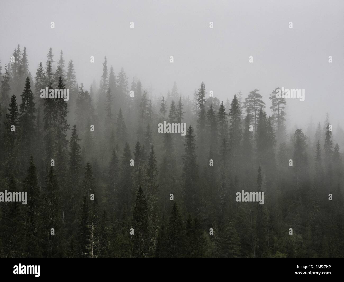 Nebligen Wald in der Nähe von Mo i Rana, September 2019 | Verwendung weltweit Stockfoto