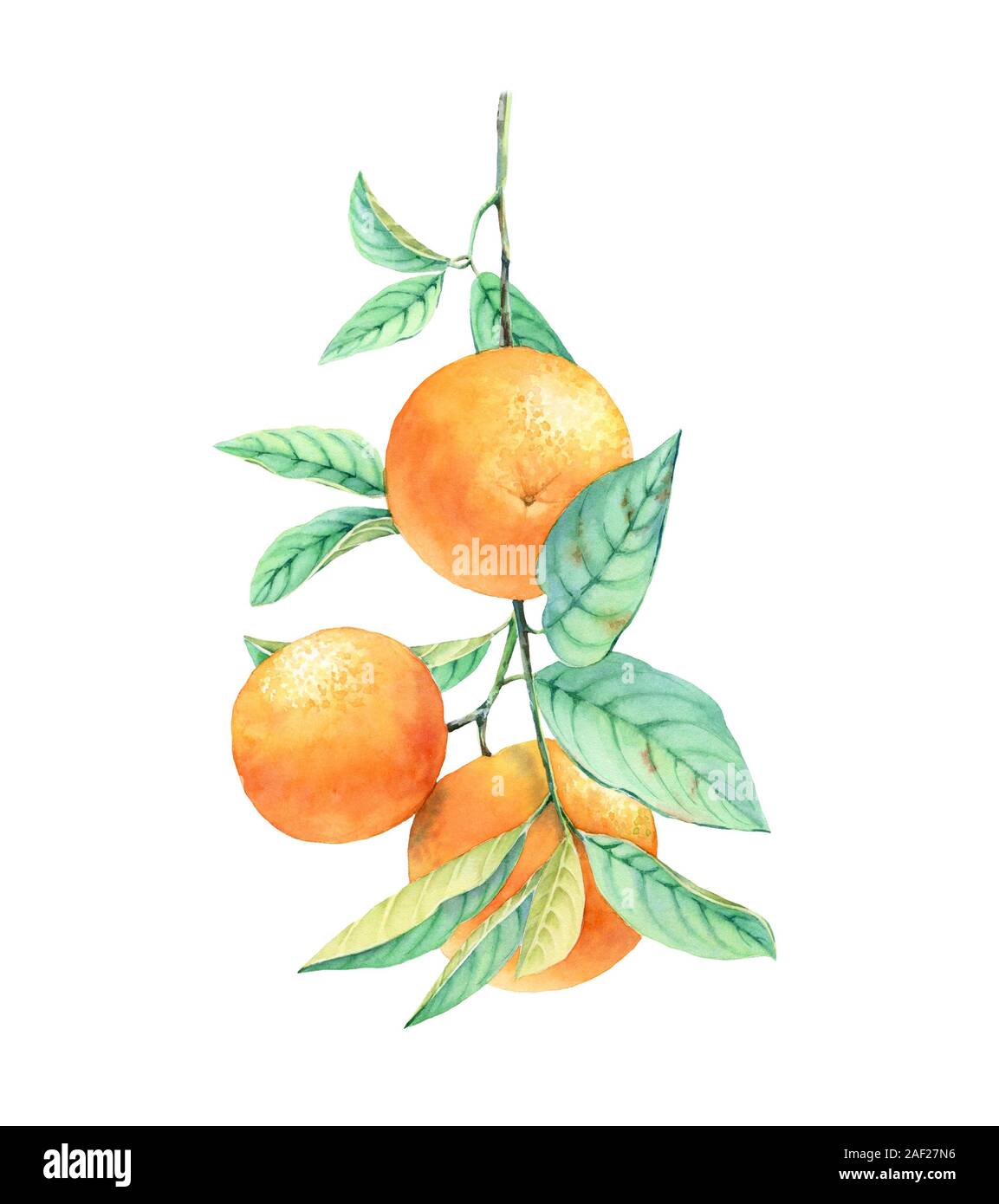 Aquarell orange Fruit Tree Branch. Realistische botanischen Abbildung mit exotischen Essen. Hand gezeichnet Gestaltungsarbeit auf Weiß für Label Design isoliert, Karten Stockfoto