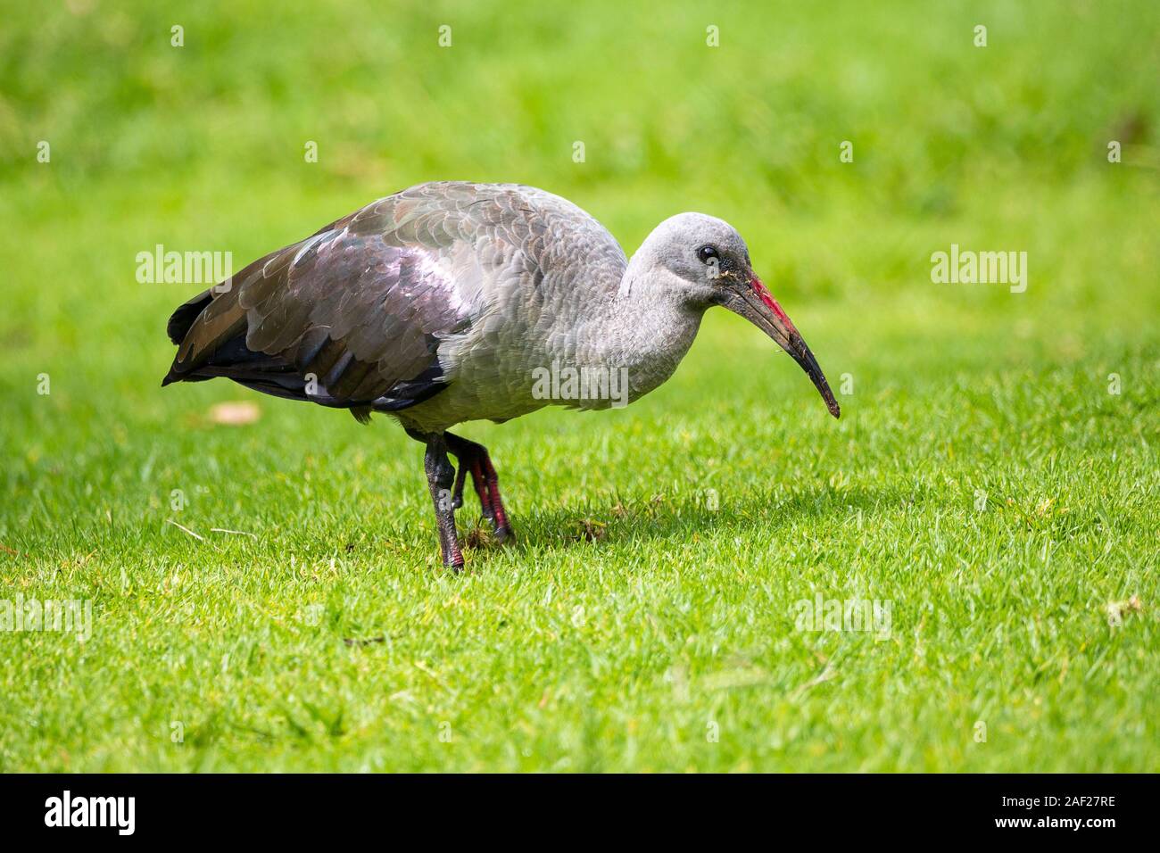 Nahaufnahme eines Hadeda Ibis (Bostrychia Hagedash) zu Fuß auf einer Wiese, Südafrika Stockfoto