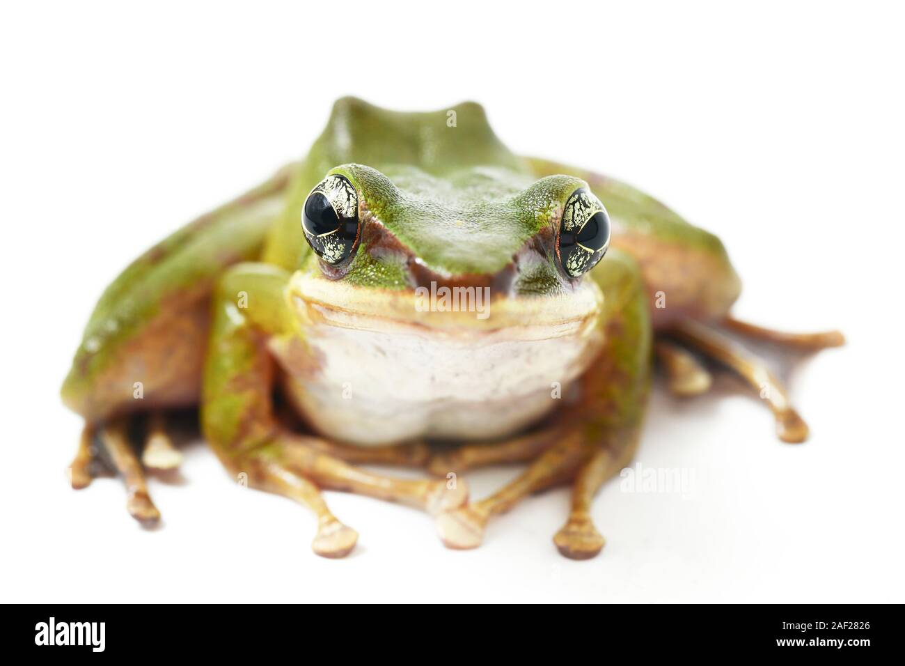 Gemeinsame Südostasiatischen Green Tree Frog - Polypedates leucomystax auf weißem Hintergrund Stockfoto