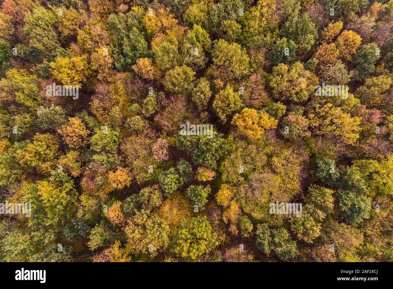 Bäume im Herbst herbstlich gefärbten Baumwipfeln im Herbst, Luftaufnahme eines Waldes, Laubbäume, Natur Farben im Herbst, Birds Eye View, Europa. Stockfoto