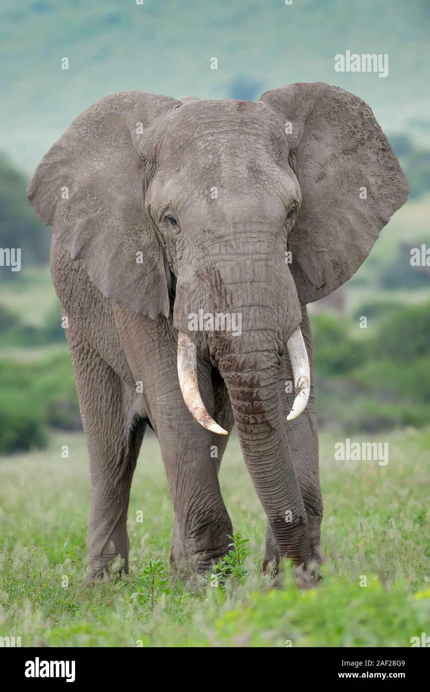 Afrikanischer Elefant (Loxodonta africana) Stier stehend auf Savanne, an der Kamera suchen, Amboseli National Park, Kenia. Stockfoto