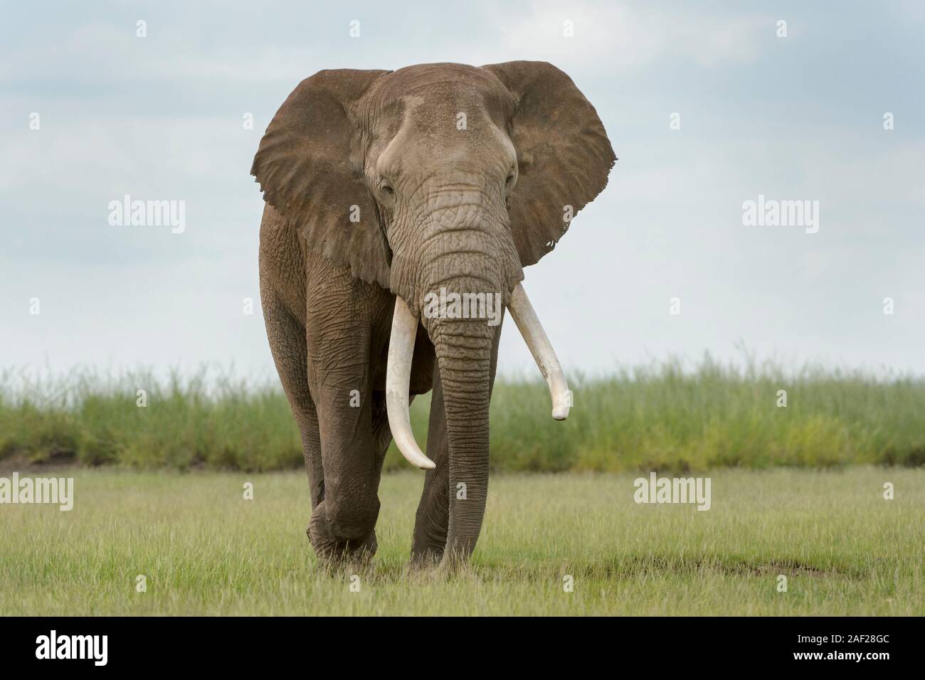 Afrikanischer Elefant (Loxodonta africana) Stier zu Fuß auf Savanne, an der Kamera suchen, Amboseli National Park, Kenia. Stockfoto