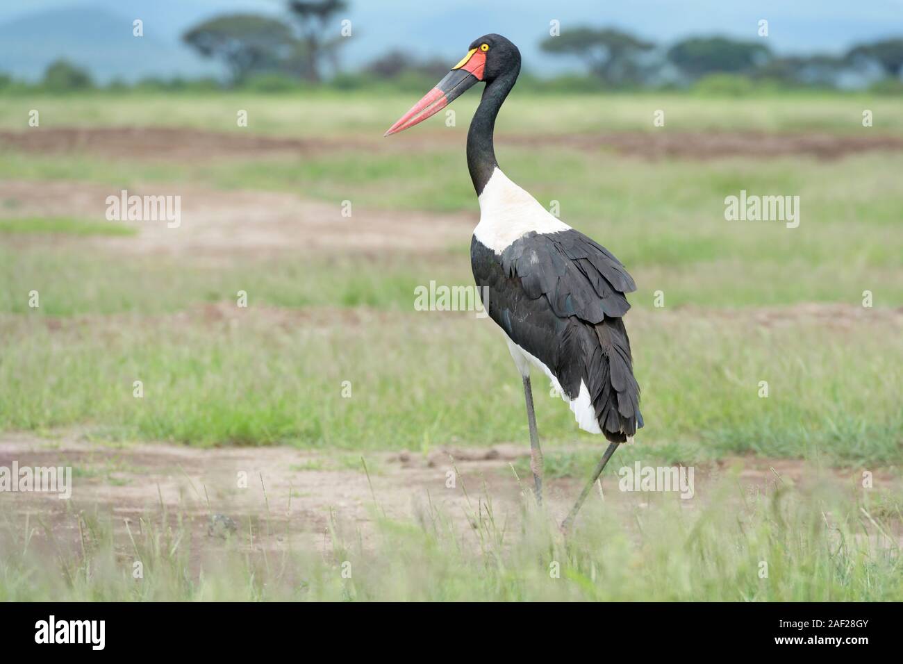 Sattel-billed Stork (Ephippiorhynchus senegalensis) stehend auf Savanne, Amboseli National Park, Kenia. Stockfoto