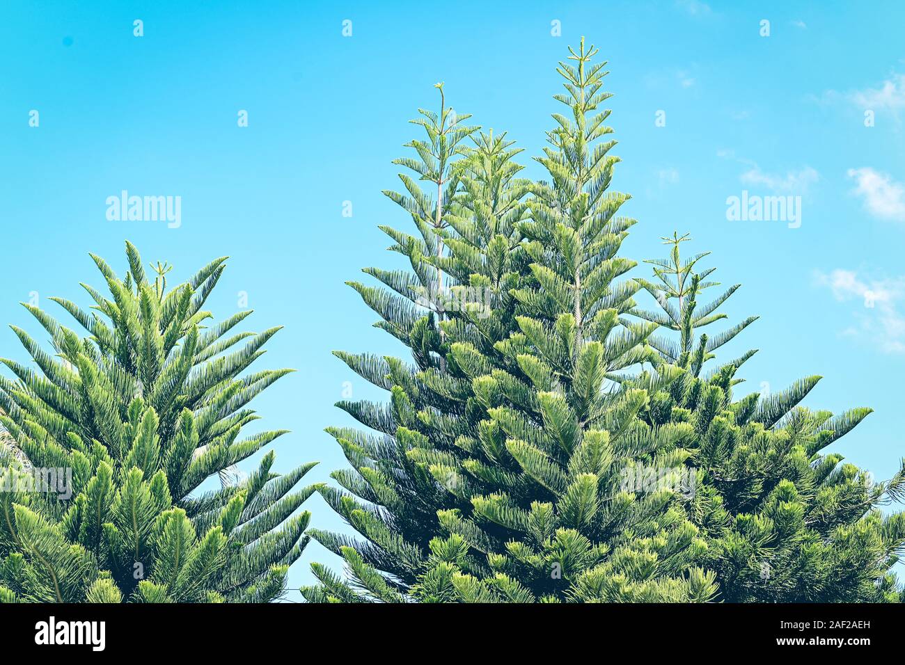Grüne Blätter Baumkrone auf blauen Himmel Hintergrund Stockfoto