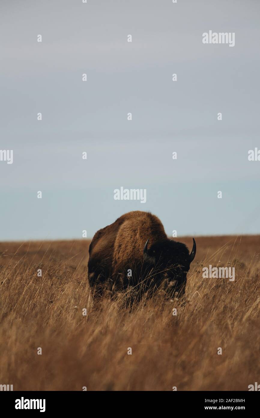 Bison am Joseph H. Williams Tallgrass Prairie Preserve Stockfoto