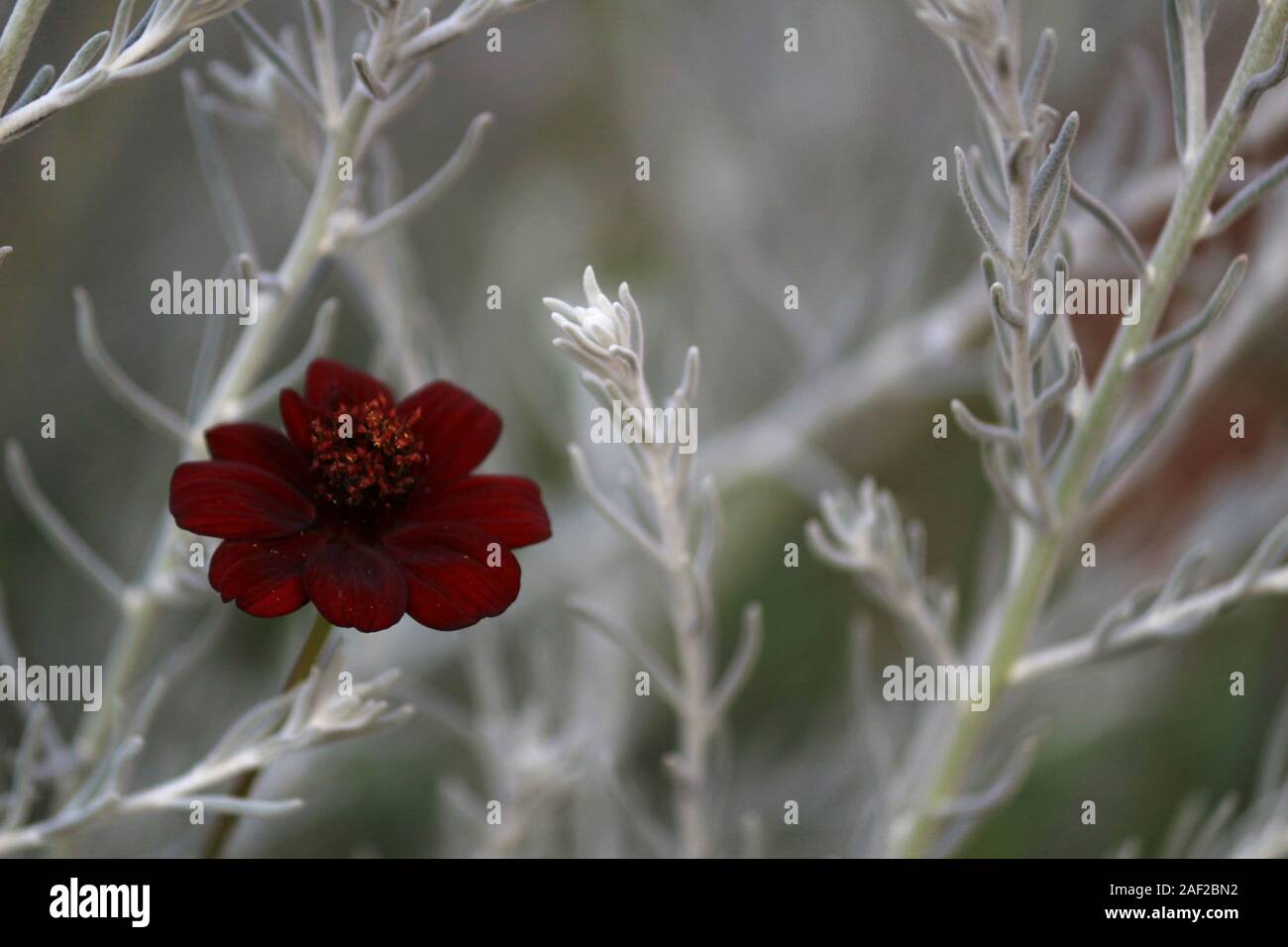 Eine Blume von Schokolade Kosmos in einer Farbe erinnert an eine einsame Weihnachten Stockfoto