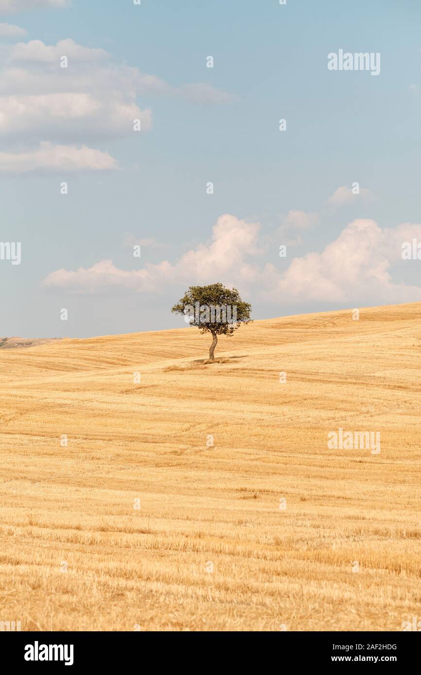 Ein einziger einsamer Baum im Sommer Landschaft Landschaft des Val d'Orcia Tal/Val d'Orcia mit sanften Hügeln und Ackerland in der Toskana Italien EU Stockfoto