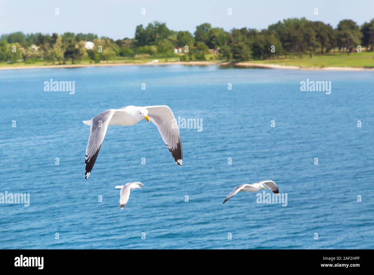 Weiße Möwen fliegen über Wasser. Freiheit Konzept. Für text Stockfoto