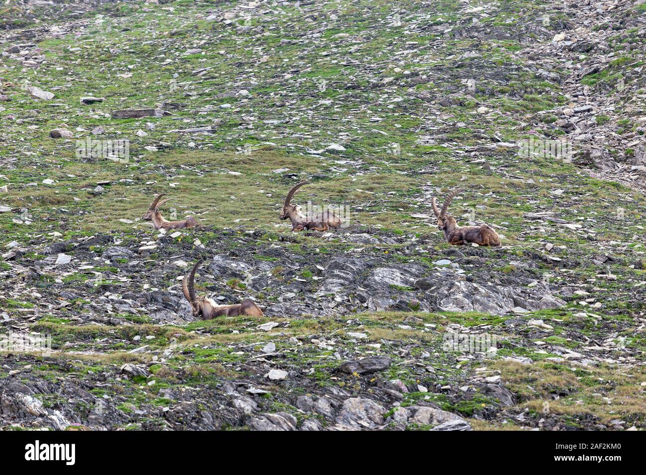 Capra ibex. Steinböcke am Berghang. Alpine Fauna von ködnitz Tal (Ködnitztal) in der Glocknergruppe in den österreichischen Alpen. Stockfoto