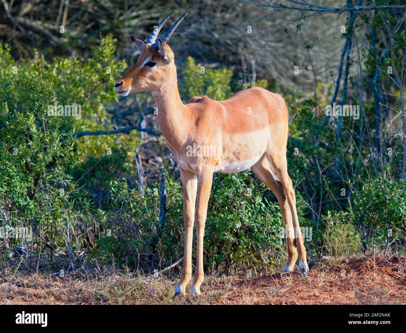 Männliche Oribi Antilope stand neben einem süßen Dornbusch in der Western Cape, Südafrika Stockfoto