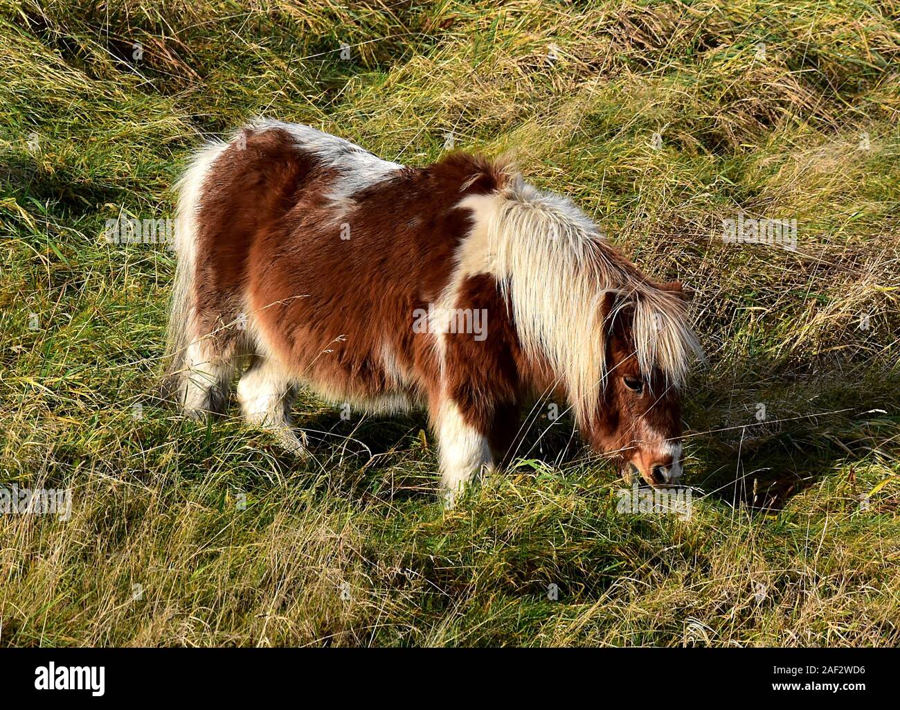 Shetland-Pony Stockfoto