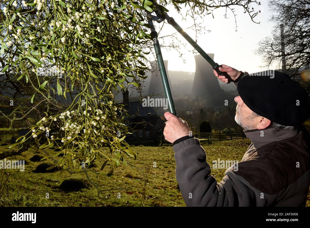 Ernte die Mistel an Buildwas in der Severn Gorge, Shropshire, England, Großbritannien Stockfoto