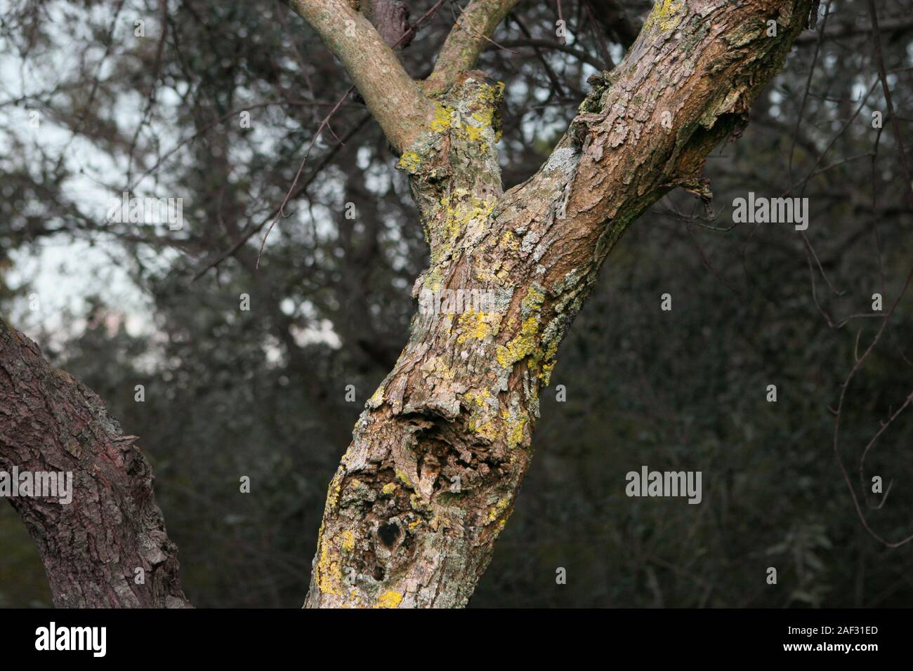 Sonnenbeschienene Baumstämme mit vielfarbiger Rinde Stockfoto