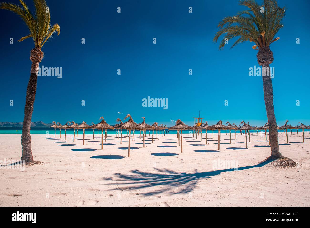 Sommerurlaub am tropischen Strand. Palmen, blauer Himmel. Playa de Muro, Spanien Stockfoto