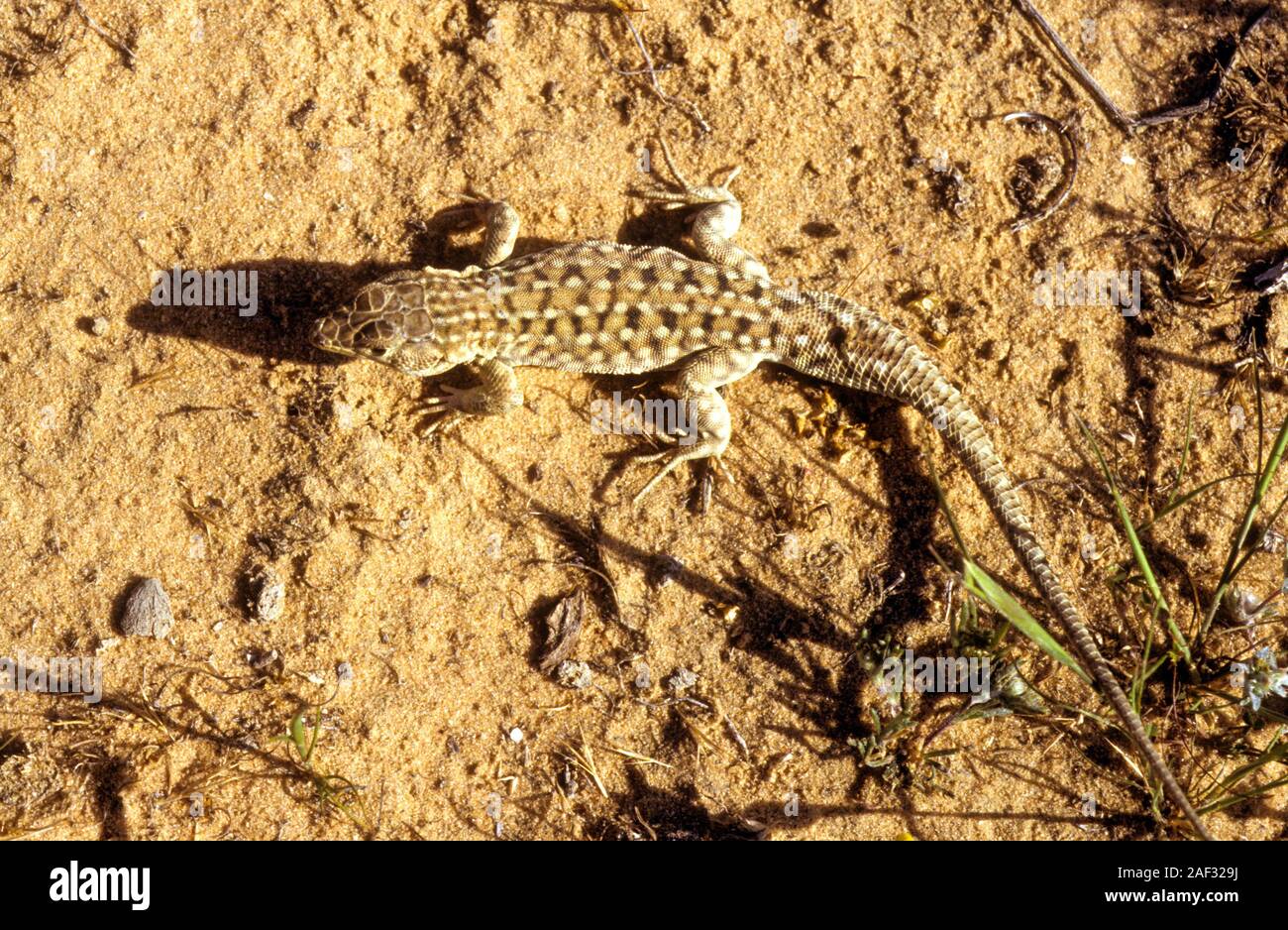 Die'er werden Sheva fringe-fingered Lizard (Acanthodactylus beershebensis) ist eine Pflanzenart aus der Gattung der Eidechse in der Familie Lacertidae. Es ist ein Mitglied der subfamil Stockfoto