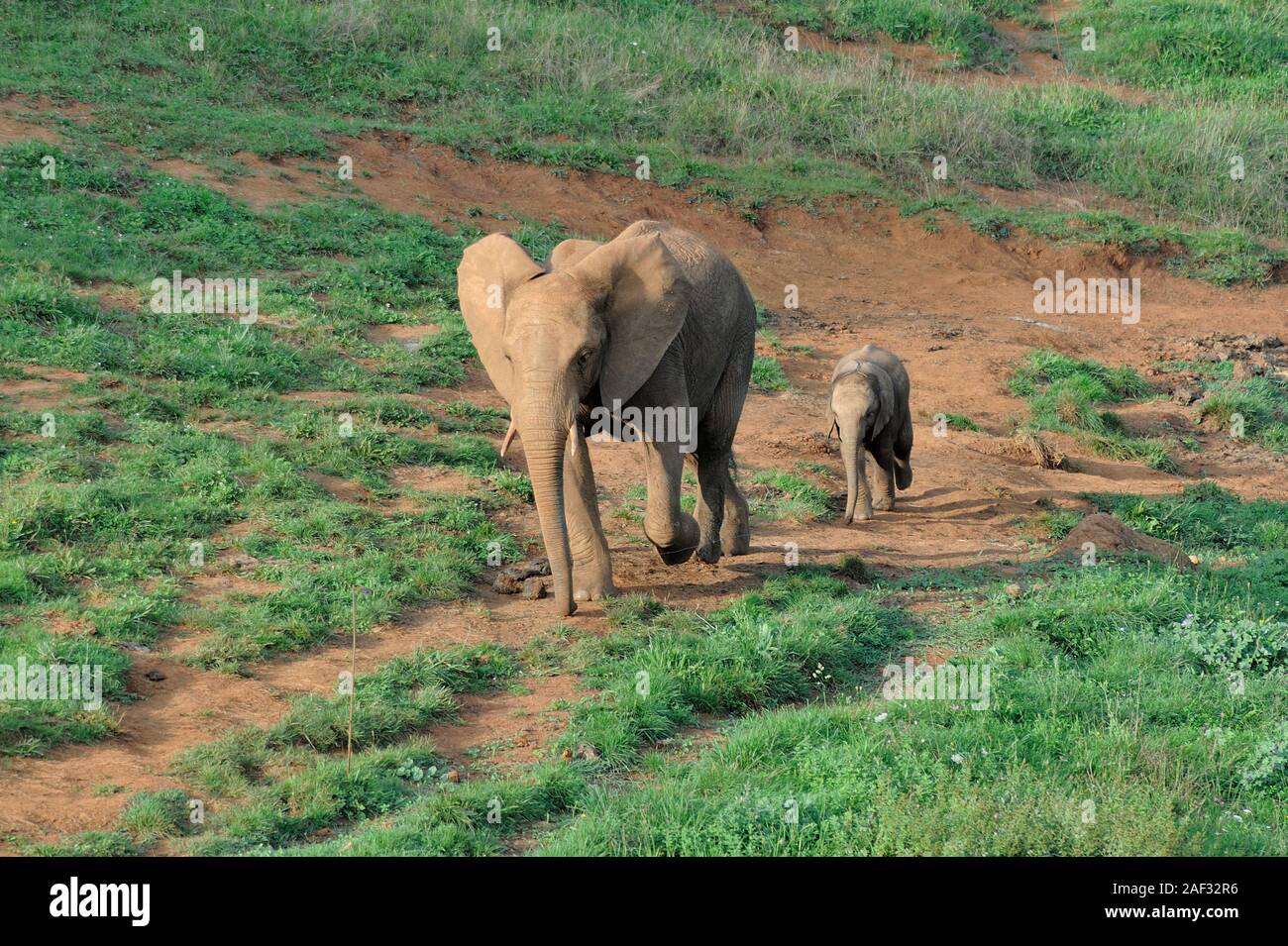 Nach Elefanten und Kalb walking trail im Naturpark Parque de la Naturaleza de Cabárceno, Kantabrien, Spanien. Stockfoto