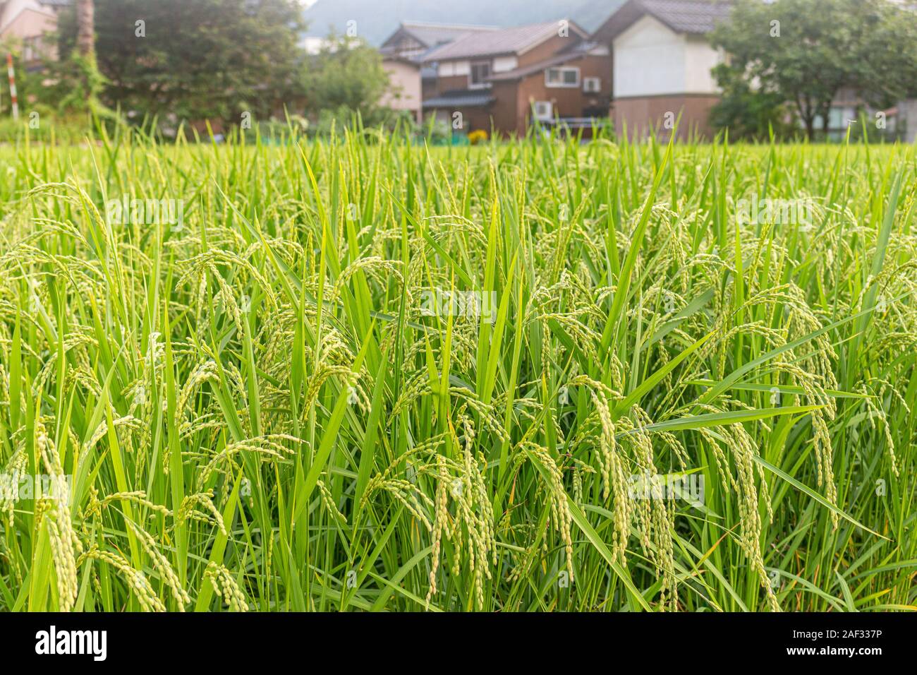 Sommer Ausblick auf die Landschaft vom Reisfeld Feld, bereit für die Ernte. Präfektur Ishikawa, Japan. Stockfoto