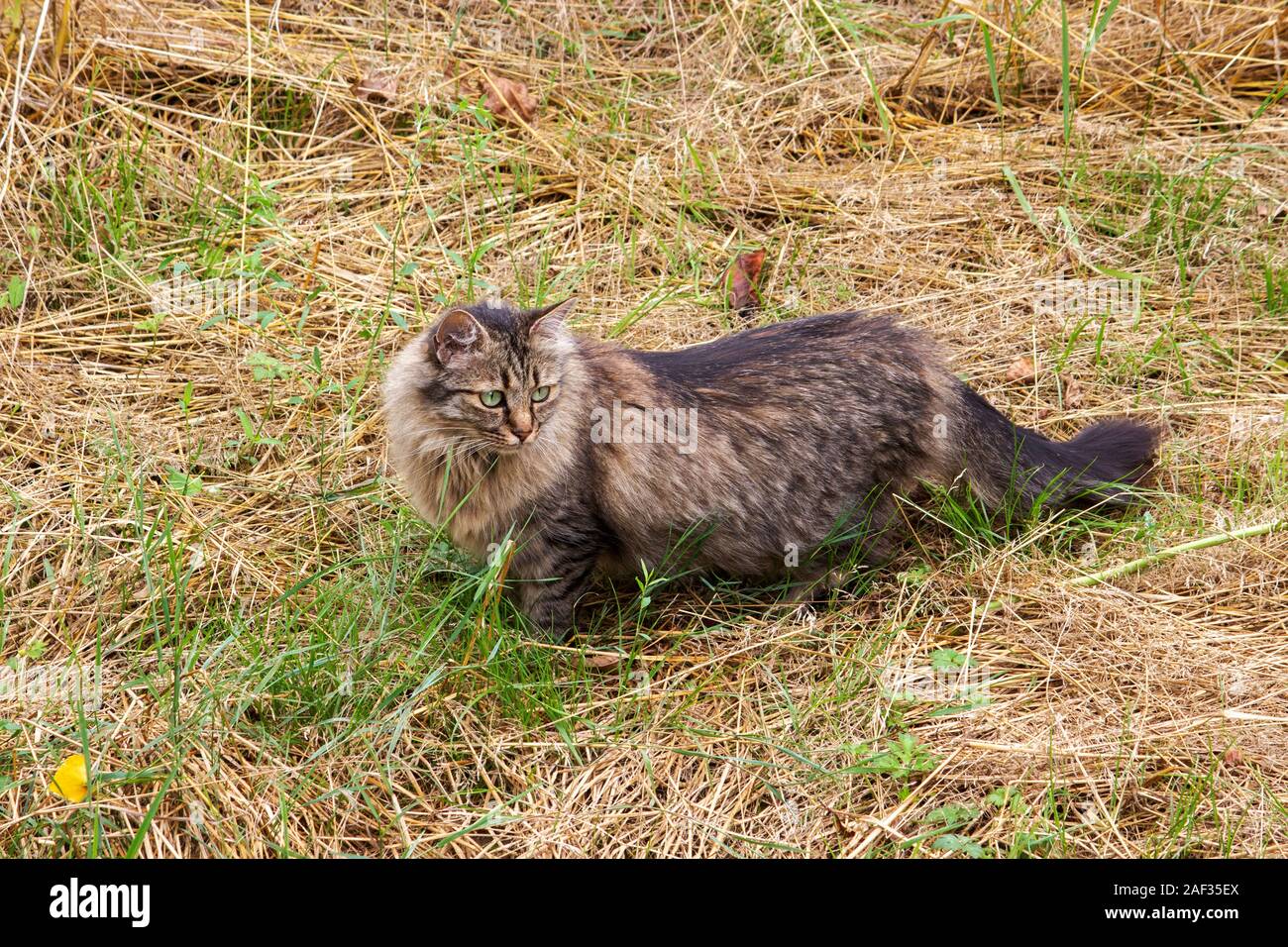 Katze Katdeutsch Stockfotos Katze Katdeutsch Bilder Alamy