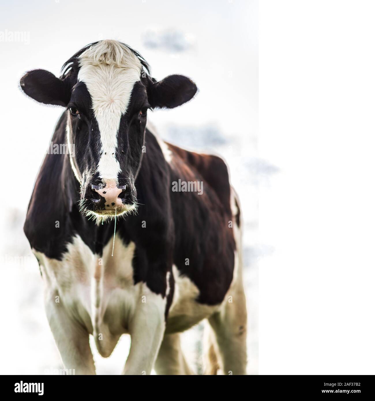 Holstein Kuh stehend über weißen Himmel mit Platz für Text kopieren Stockfoto