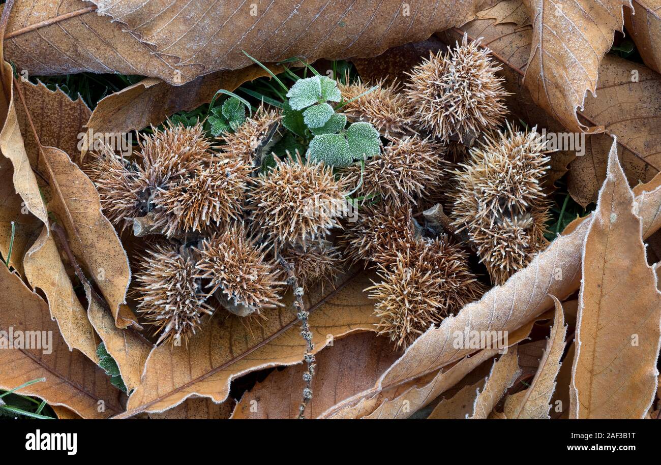Gruppe von Kastanien und Blätter (Castanea sativa) auf dem Boden und im Frost bedeckt. Tipperary, Irland Stockfoto