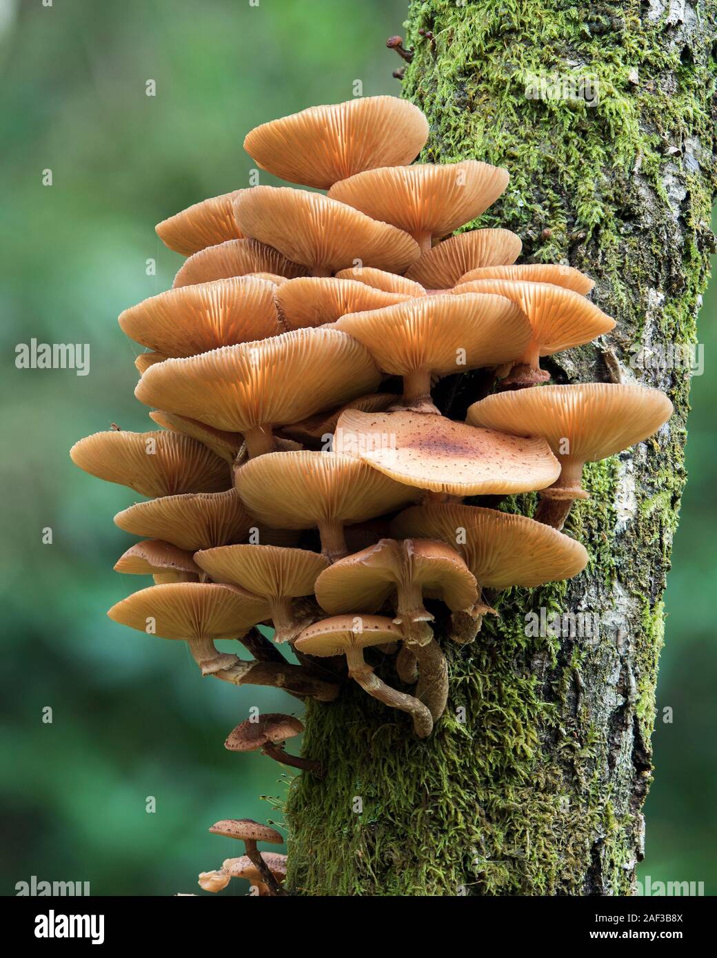 Honig Pilz wächst an den Stamm einer Birke. Tipperary, Irland Stockfoto