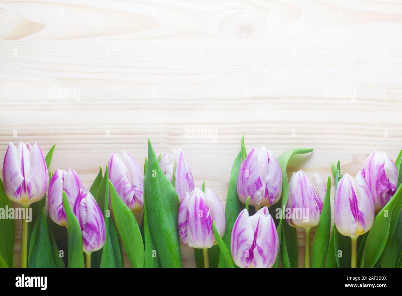 Lila und weißen Tulpen auf einer hölzernen Hintergrund Stockfoto