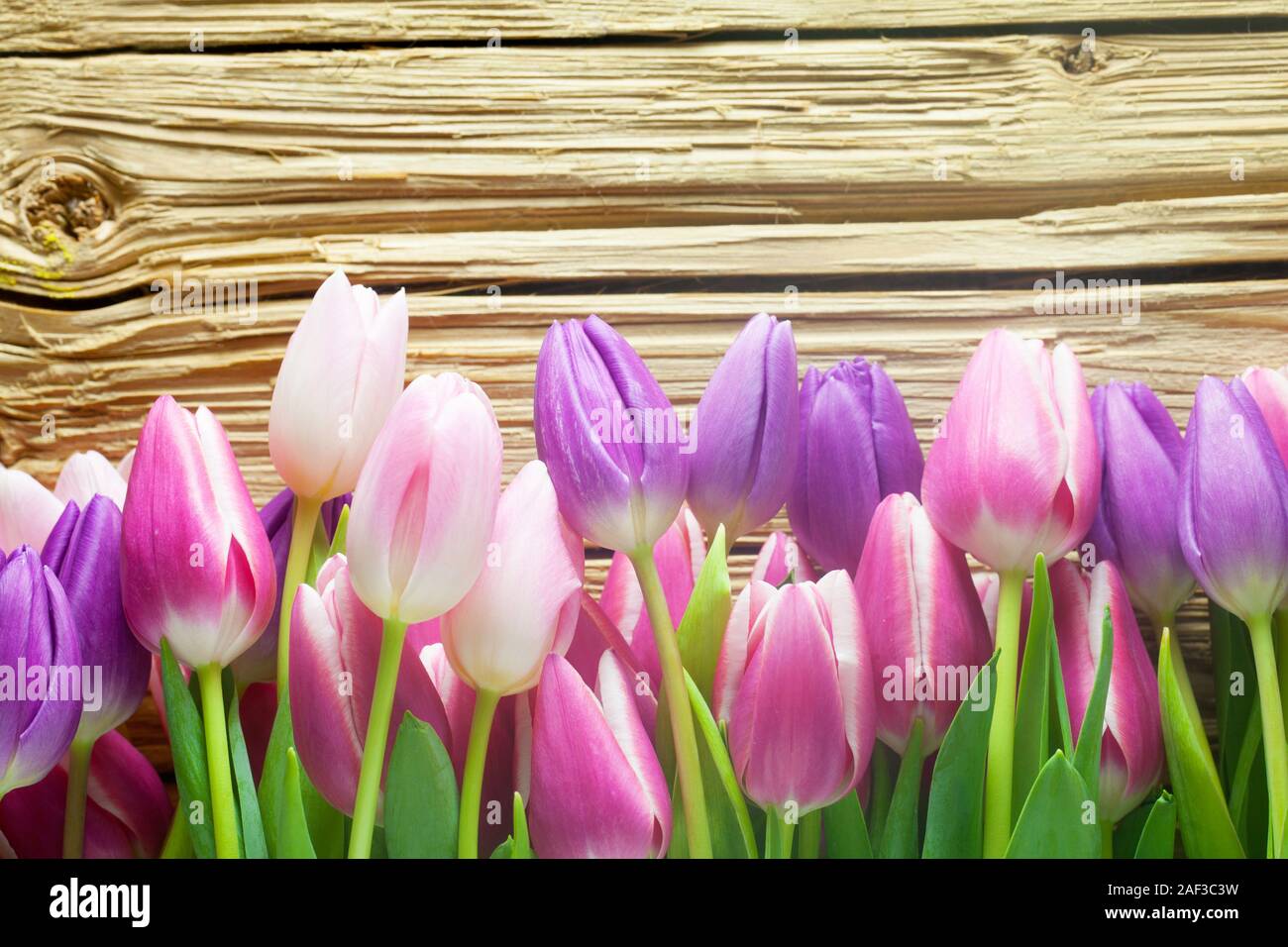 Rosa und Lila Tulpen auf einer hölzernen Hintergrund Stockfoto