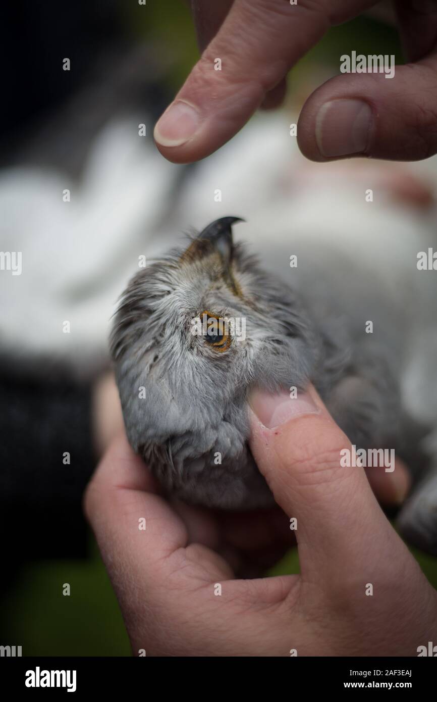 TV-Moderator Chris Packham hält einen toten Kornweihe Vogel, in einem illegalen Falle im leadhills von South Lanarkshire, Schottland gefangen, der am 8. Juni 2019. Stockfoto
