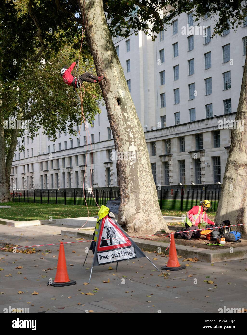 Im Baum cutter Kletterbaum mit System der Seile mit anderen man spannte die Einrichtung auch an der Unterseite hinter 'Baum schneiden' Zeichen Stockfoto
