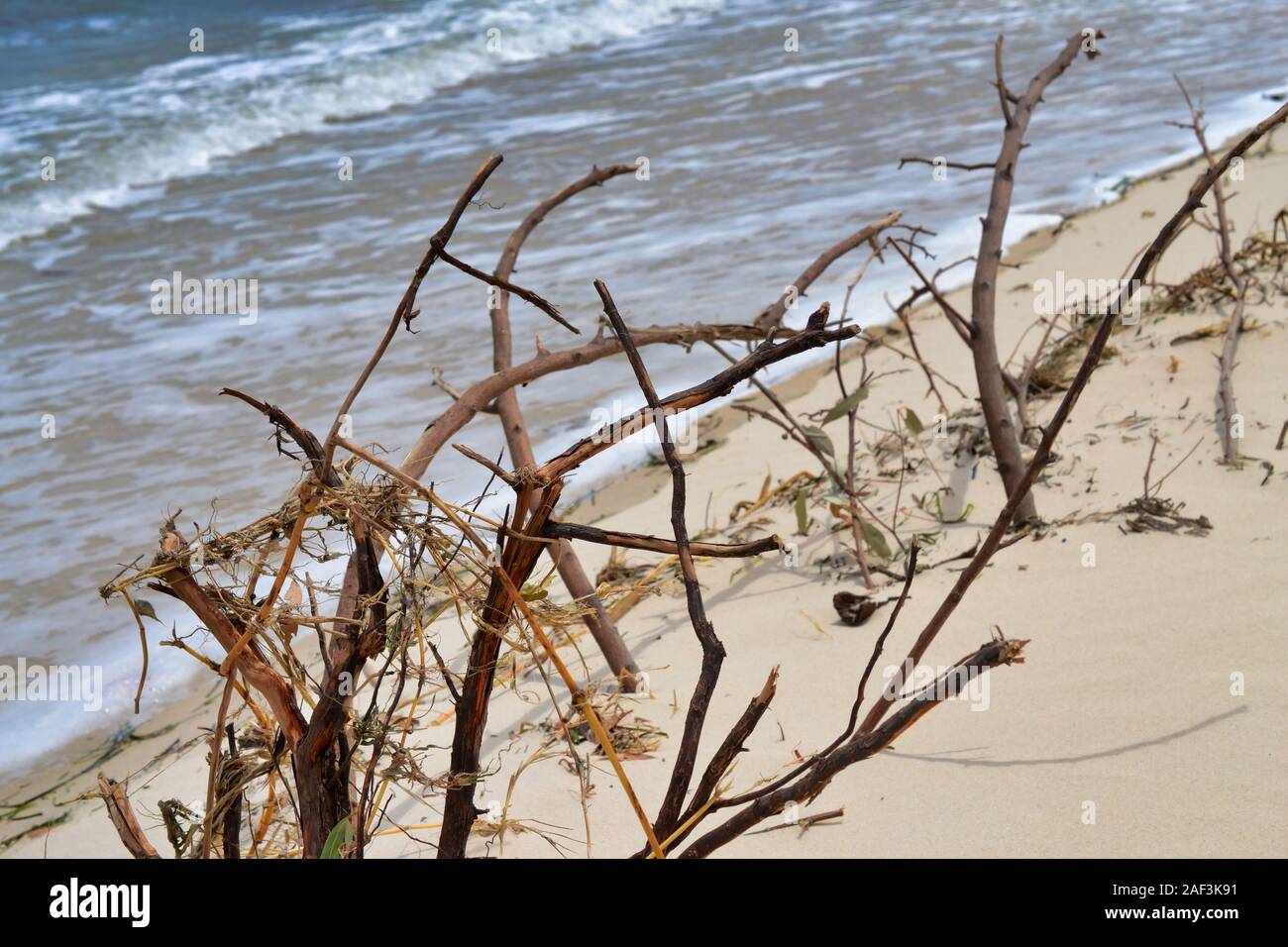 Toten Sand dune Vegetation. Küstenvegetation spielen eine wichtige Rolle bei der Aufrechterhaltung der Integrität unserer Dünensysteme Stockfoto