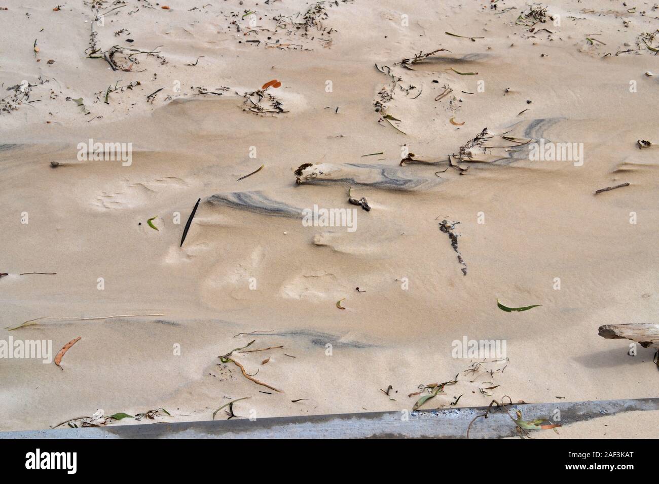 Begraben Treibholz, getragen vom Wind und Sand. Stockfoto