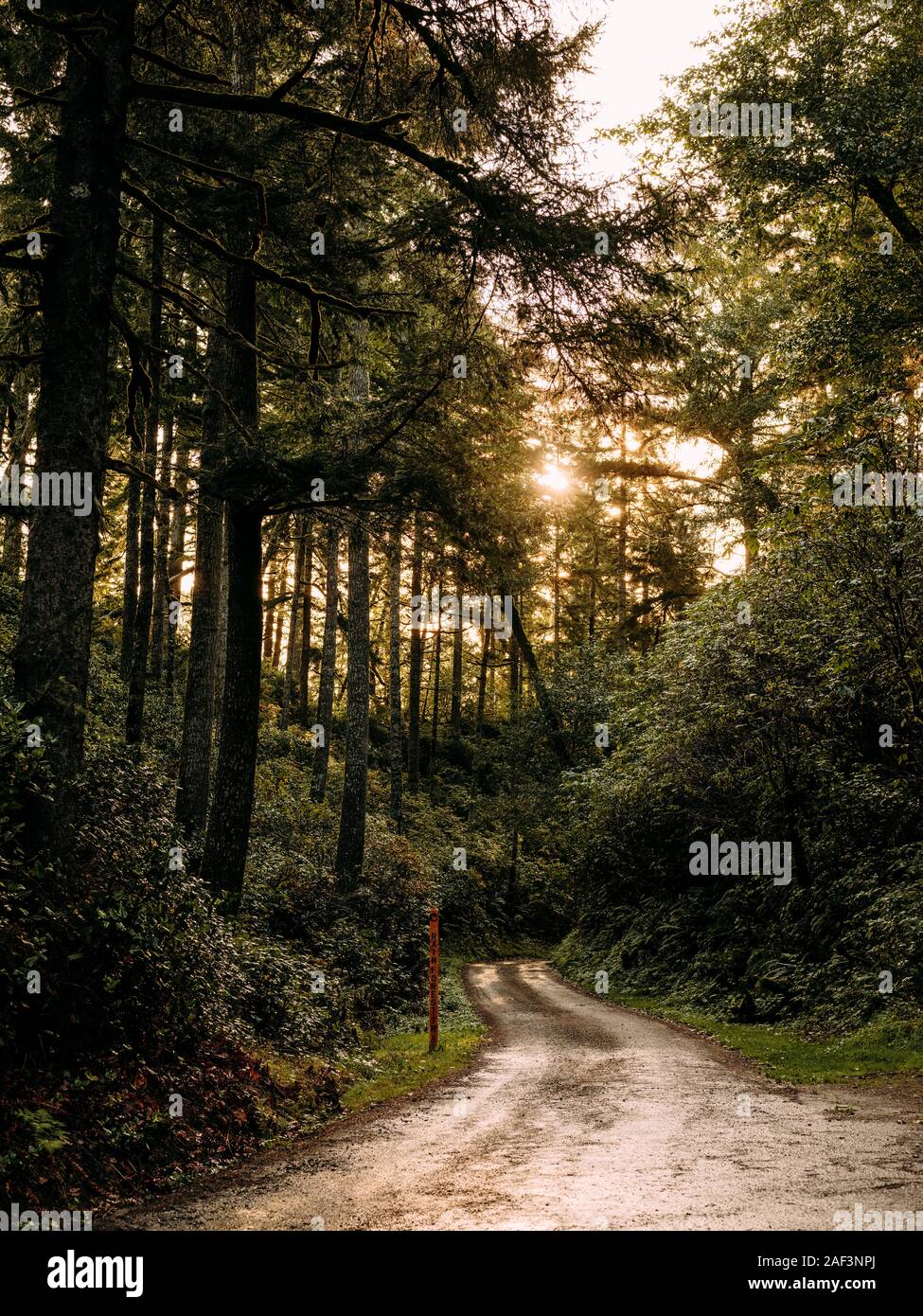 Sun Beam durch dunkle dichten Wald shinning Stockfoto