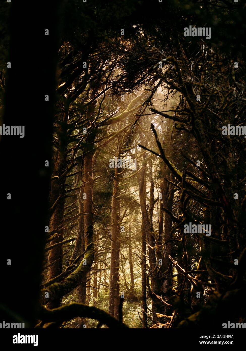 Sun Beam durch dunkle dichten Wald shinning Stockfoto