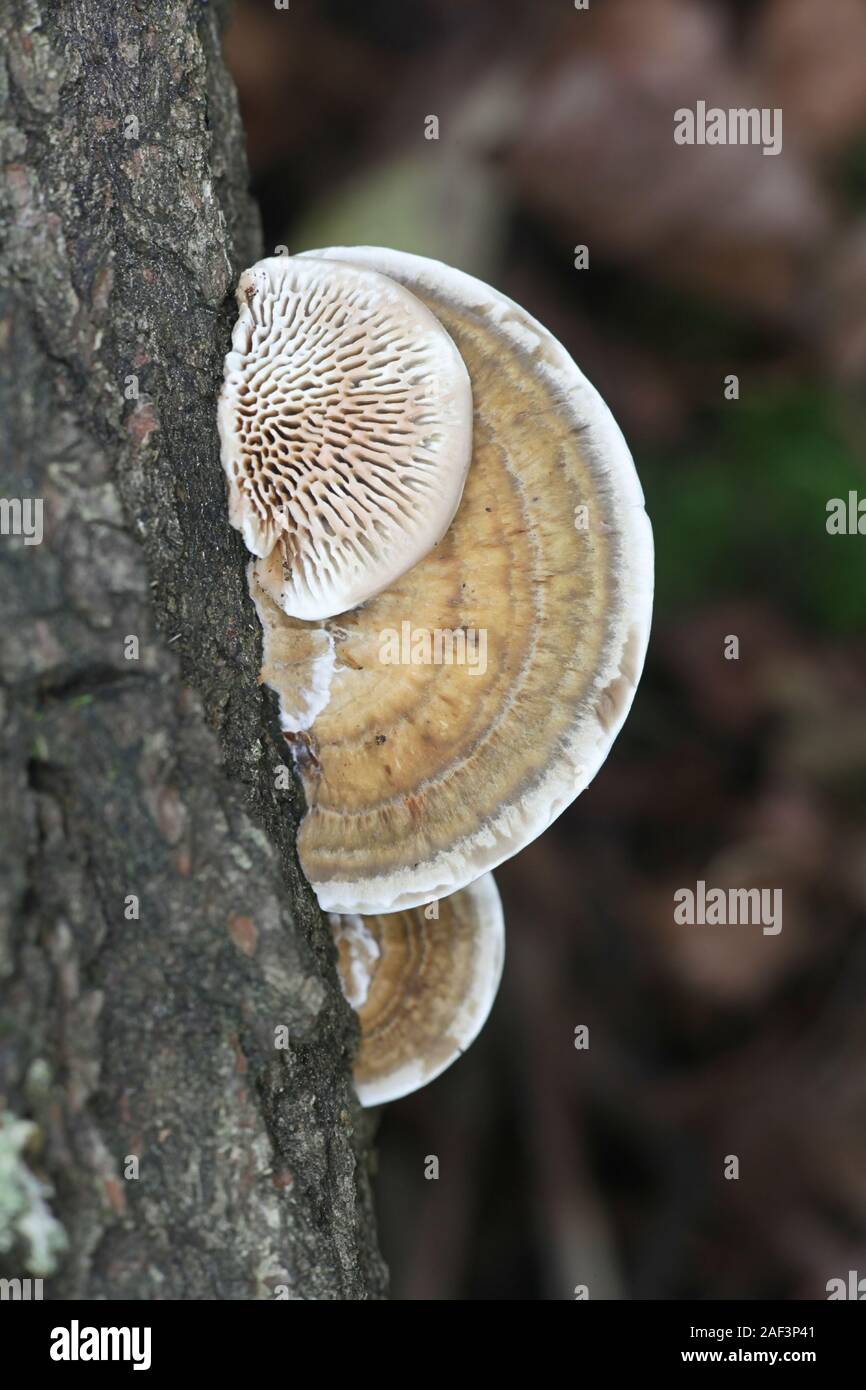 Daedaleopsis confragosa, wie die dünnwandige Labyrinth polypore oder das Erröten Halterung bekannt, wilde Pilze aus Finnland Stockfoto