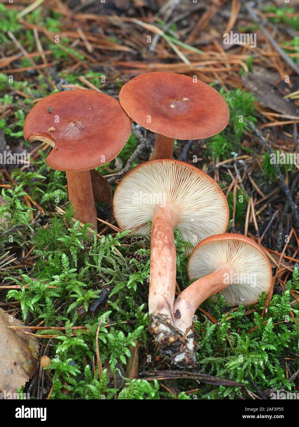 Lactarius Rufus, wie rufous milkcap, oder das rote heiße Milch Gap bekannt, wilde essbare Pilze aus Finnland Stockfoto