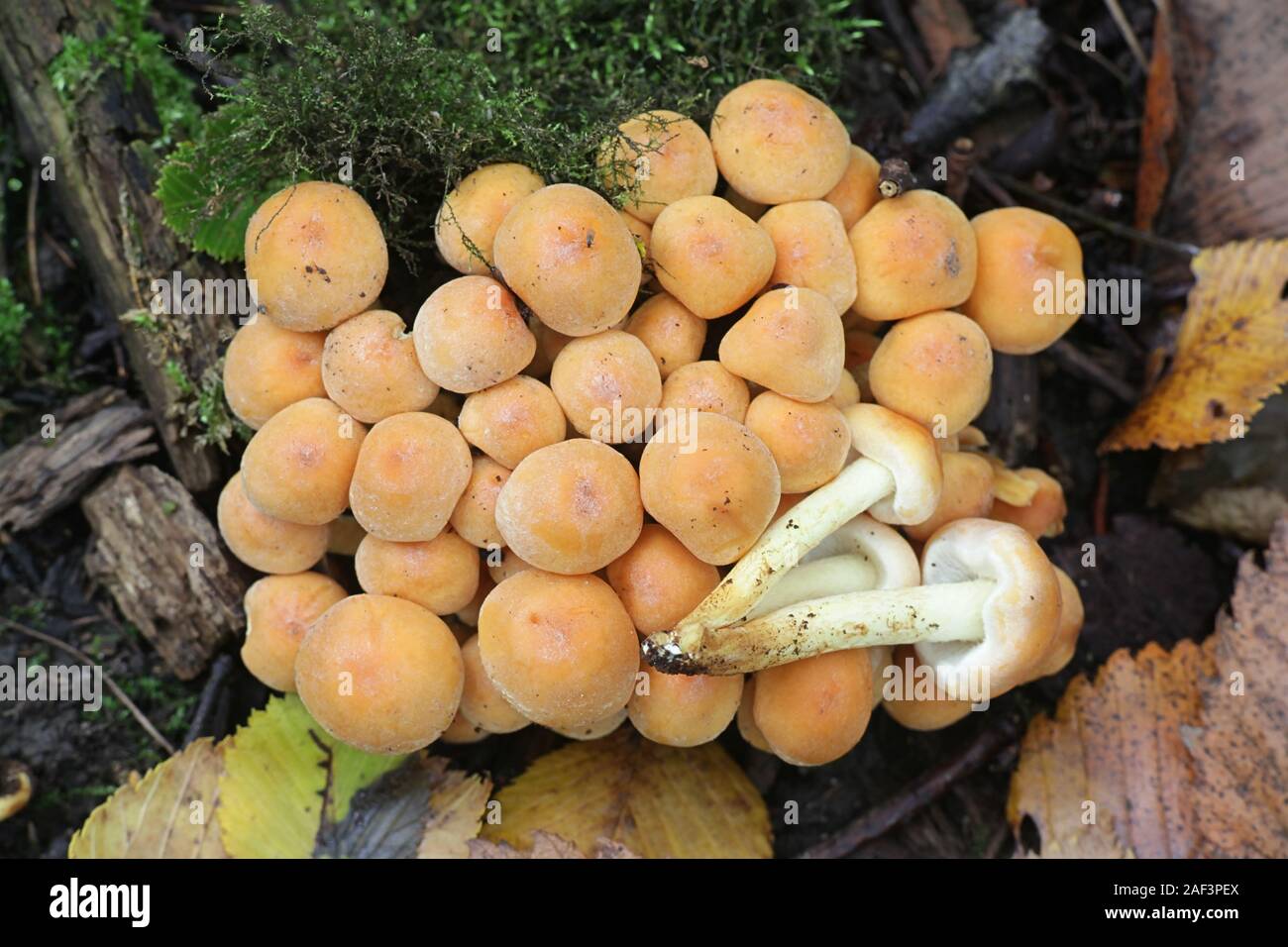 Hypholoma fasciculare, bekannt als der Schwefel Büschel, Schwefel Büschel oder Cluster woodlover, giftige Pilze aus Finnland Stockfoto