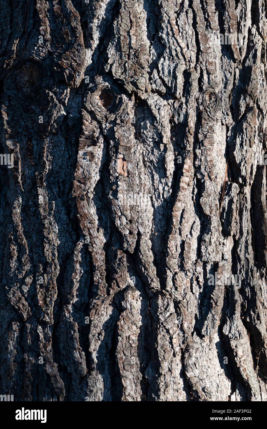 Pinus radiata, Pinus radiata, Monterey Pine, Radiata Pine, Pinaceae. In der Nähe von bark Detail, Hintergrund. Stockfoto