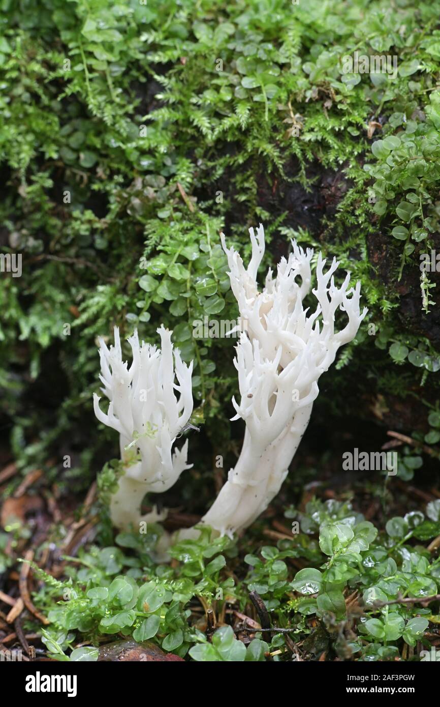 Clavulina cristata, wie die weiße Koralle Die Koralle Pilz Pilz oder Crested bekannt, coral Pilze aus Finnland Stockfoto